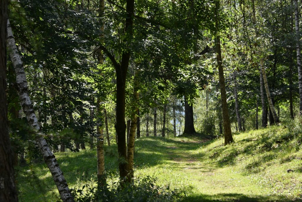 Sentiero di montagna immerso nel verde di un bosco.