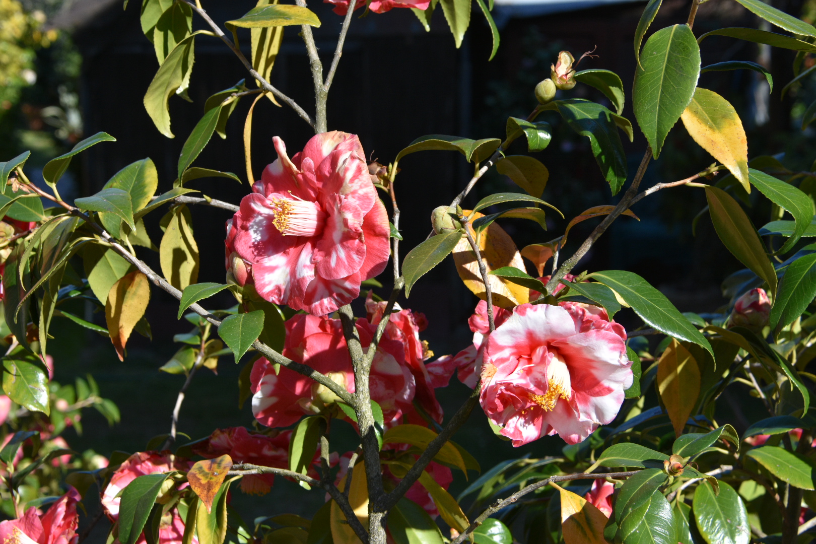 Camelie in fiore, verde delle foglie, petali rosa striati di bianco.