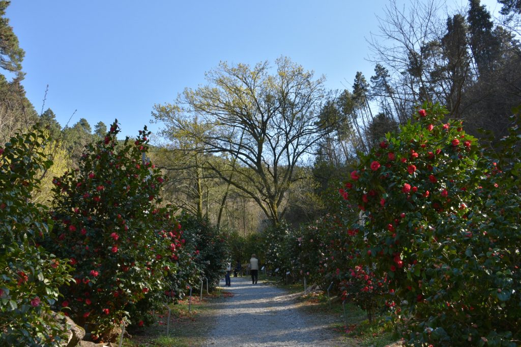 Viale con piante di camelie in fiore da entrambi i lati.