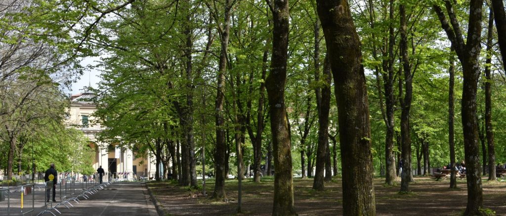 Alberti verdi con un viale al centro e in fondo un edificio chiaro.