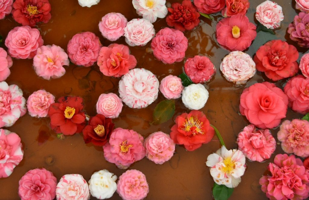 Camelie sull'acqua trasparente; colori: rosso, bianco e varie sfumature di rosa.