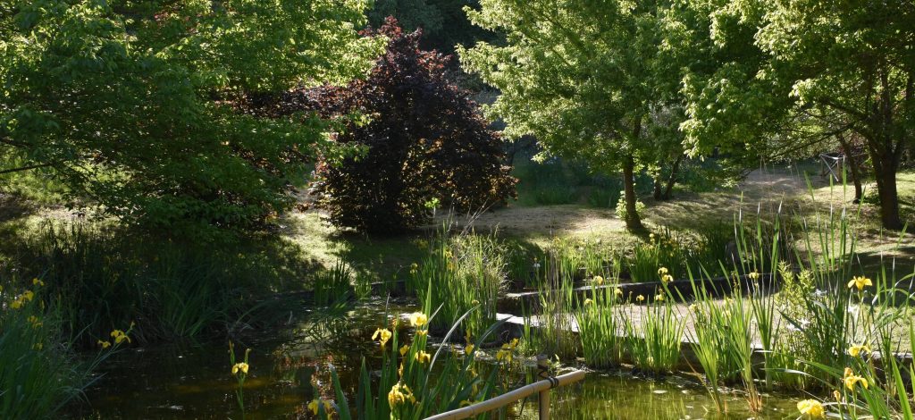 Laghetto con iris giapponesi gialli e vari alberi di diverse tonalità di verde.