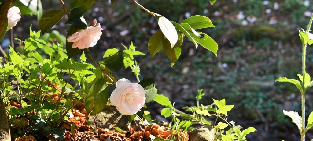 Camelia bianca con foglie verdi; terra e prato.