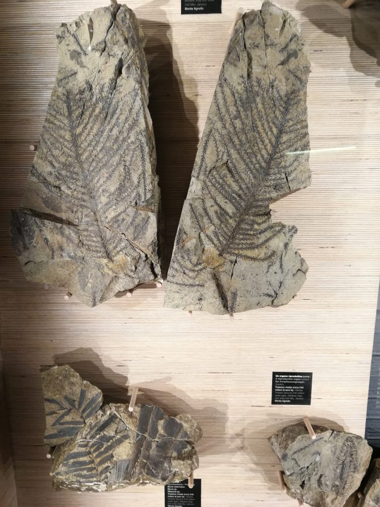 Fossili di felci e altre piante a Museo di Predazzo.