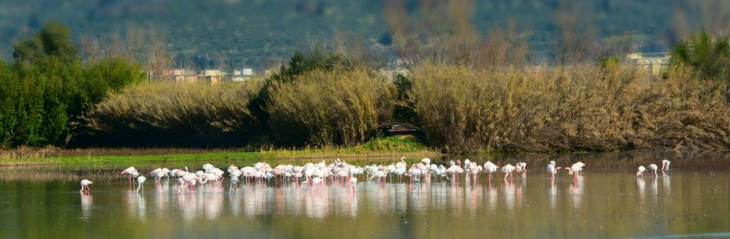 Fenicotteri visti da lontano.