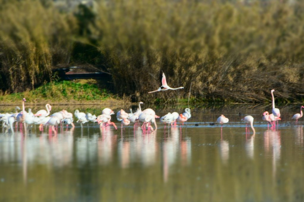 Gruppo di fenicotteri con uno in volo.