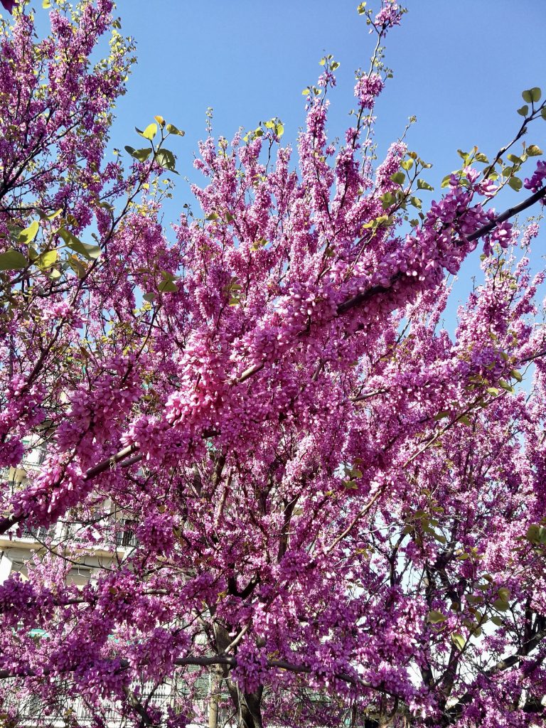 Fiori di buganvillea.