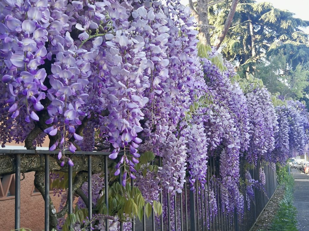 Glicine in fiore.