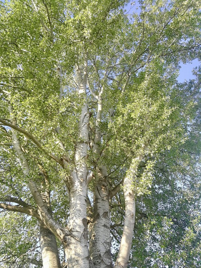 Chioma di un pioppo.