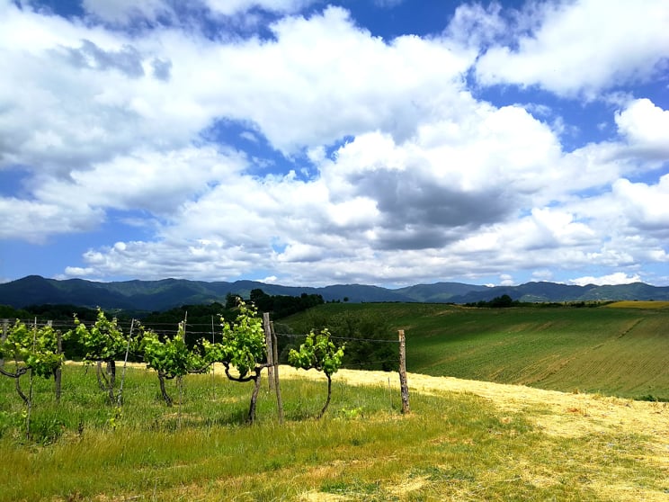 Vigne con vista su colline e cielo nuvoloso.