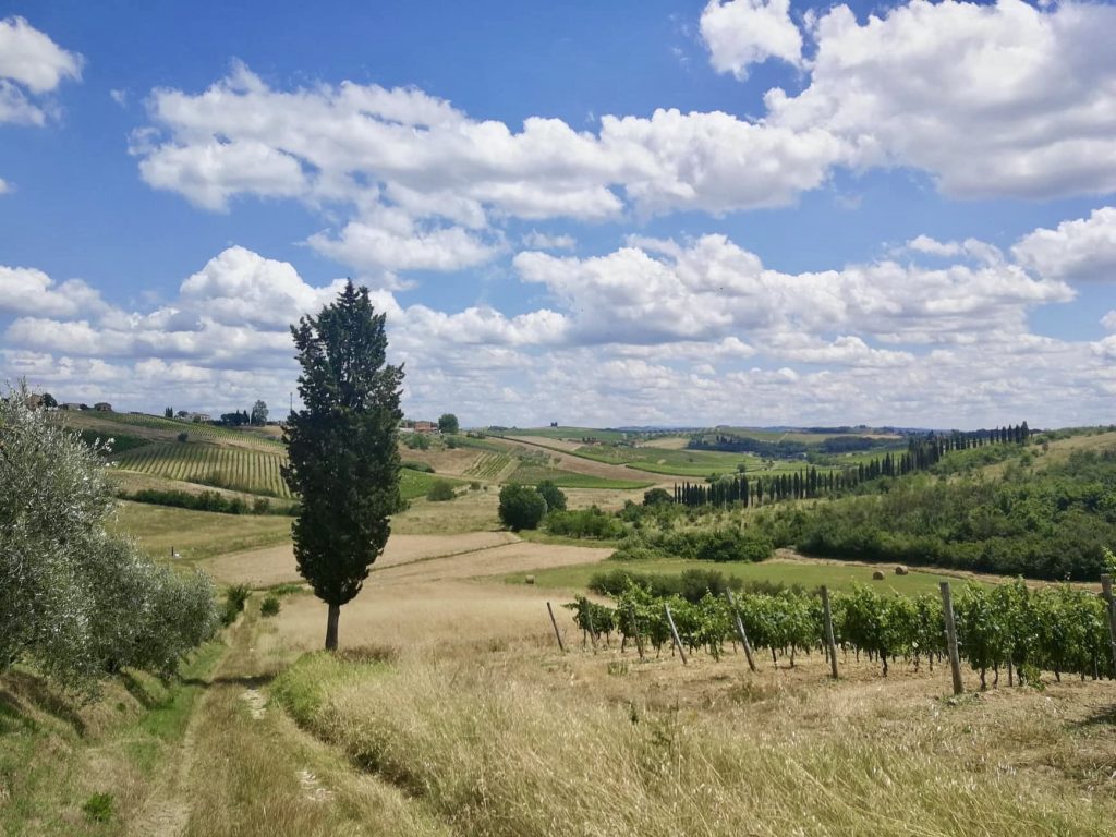 Campagna con cipresso e vigne.