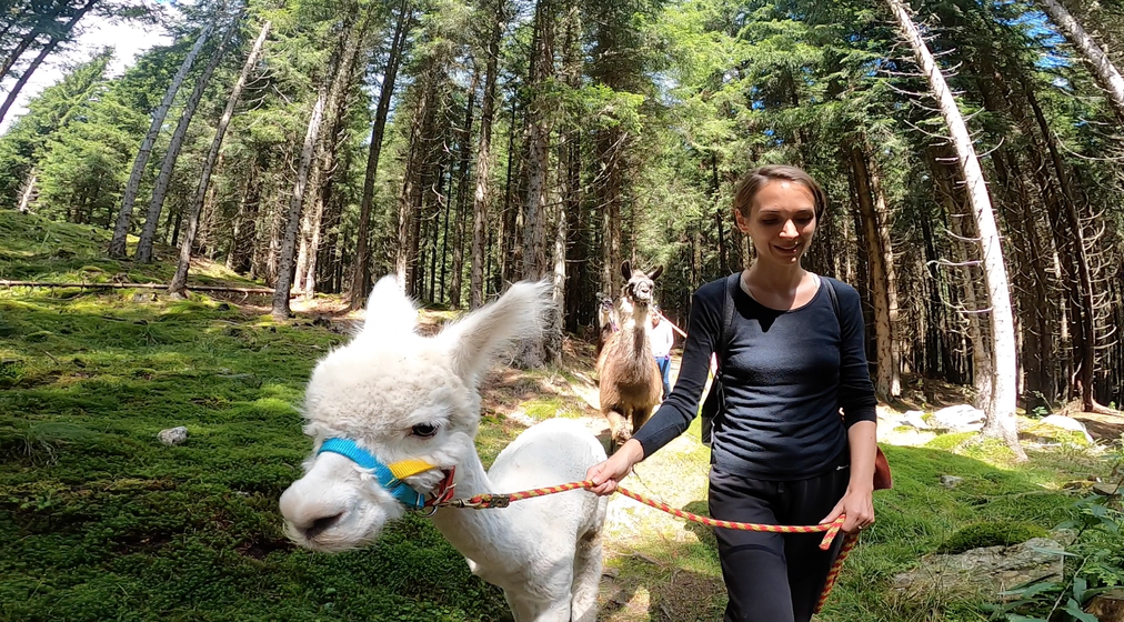 Federica alpaca bianco; sullo sfondo altre persone e lama, boschi.