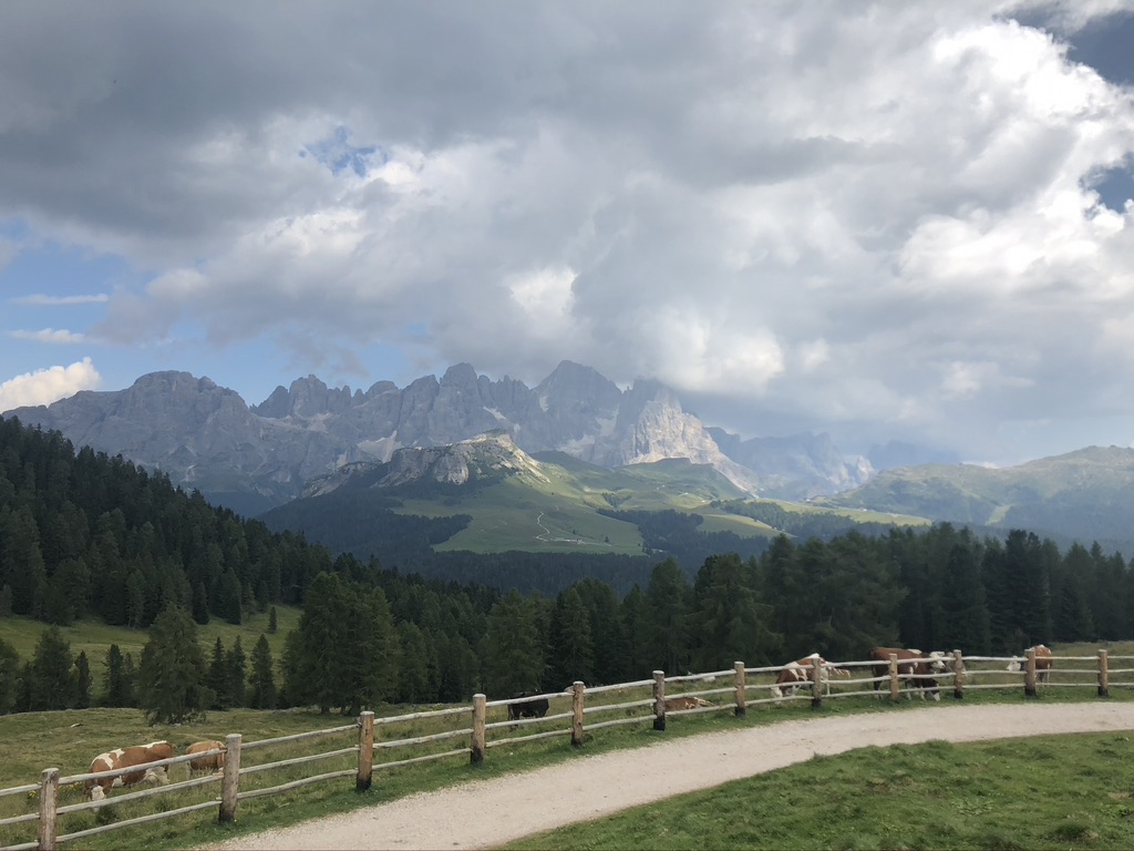 Pale di San Martino con nuvole basse, staccionata e mucche al pascolo; boschi e prati.