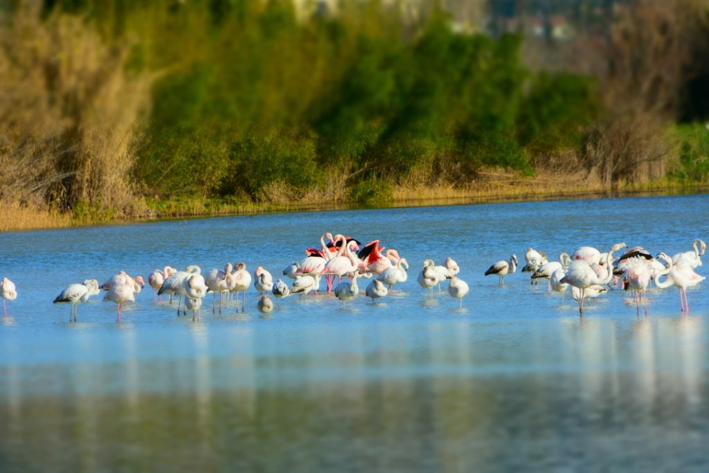 Fenicotteri Lago di Peretola: ali nere e purpuree.
