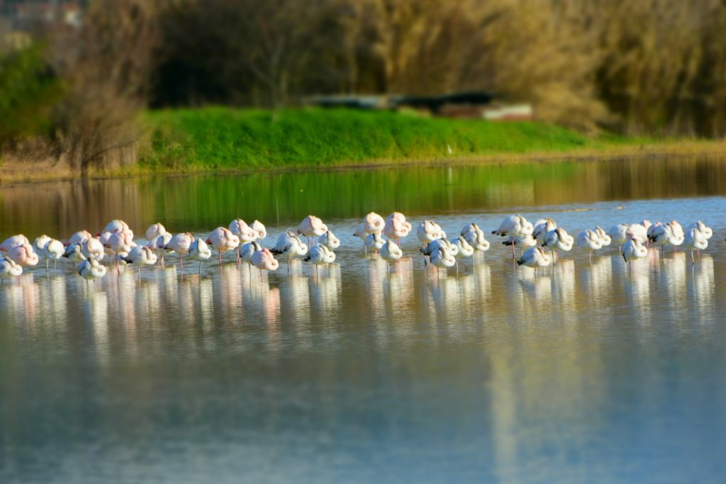 Fenicotteri Lago di Peretola: dormono tutti.