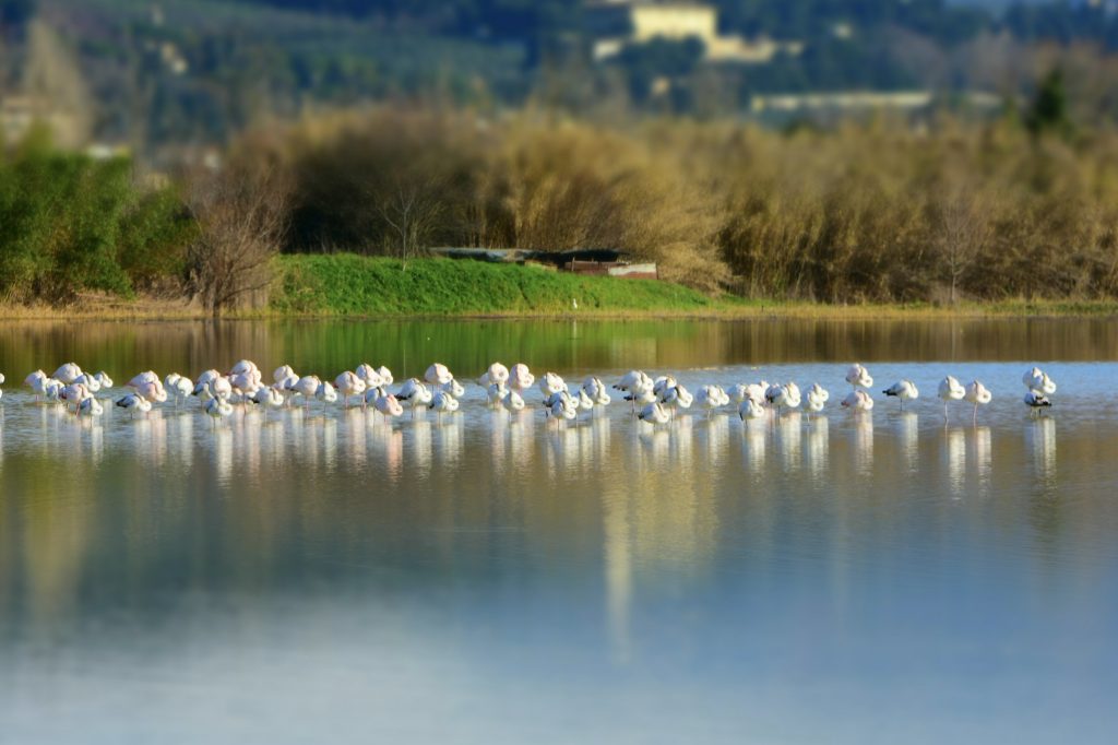 Fenicotteri Lago di Peretola: dormono.