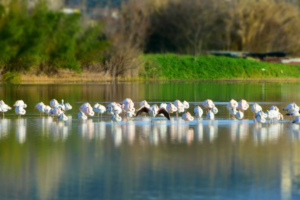 Fenicotteri Lago di Peretola: dormono, tranne uno che ha le ali aperte.