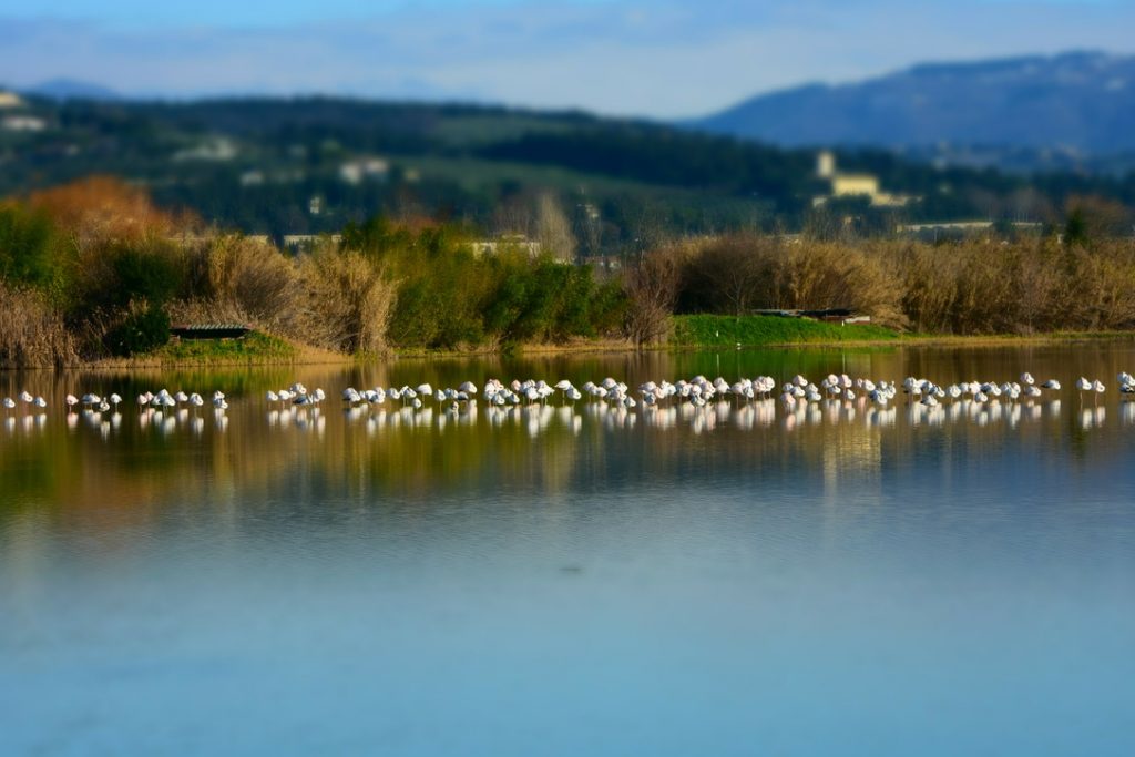 Fenicotteri Lago di Peretola: vista panoramica del lago con colline dietro.
