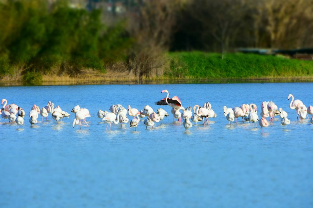 Fenicotteri Lago di Peretola: uno di profilo apre la ali.
