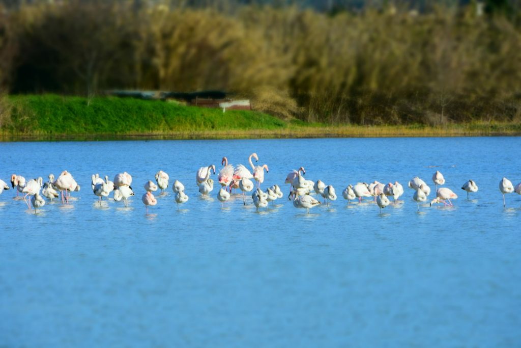 Fenicotteri Lago di Peretola: alcuni sono svegli, altri dormono.