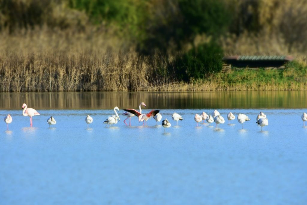 Fenicotteri Lago di Peretola: un fenicottero ha le ali spalancate, altri dormono.