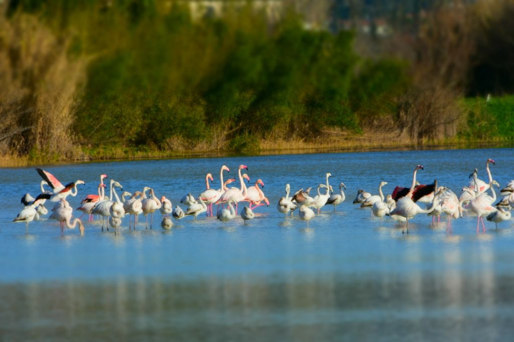 Fenicotteri Lago di Peretola: grande confusione con colli ritti e alcune ali aperte.