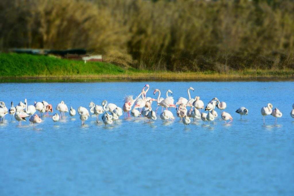 Fenicotteri Lago di Peretola: due litigano, altri svegli.