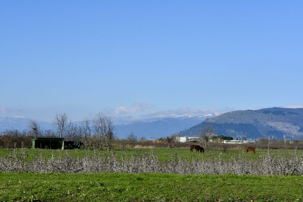 Fenicotteri Lago di Peretola: vista del maneggio con piana e montagne innevate, alcuni cavalli al pascolo.