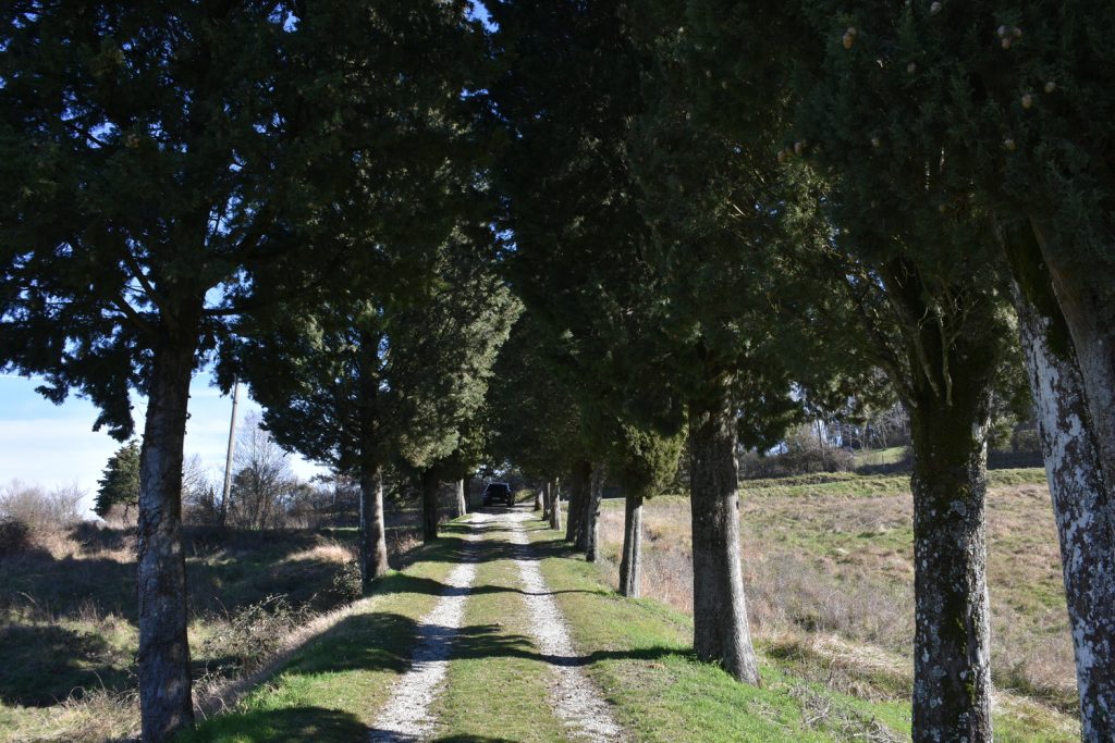 Viale alberato un po' scuro, prato quasi privo di erba, una macchina in lontananza.
