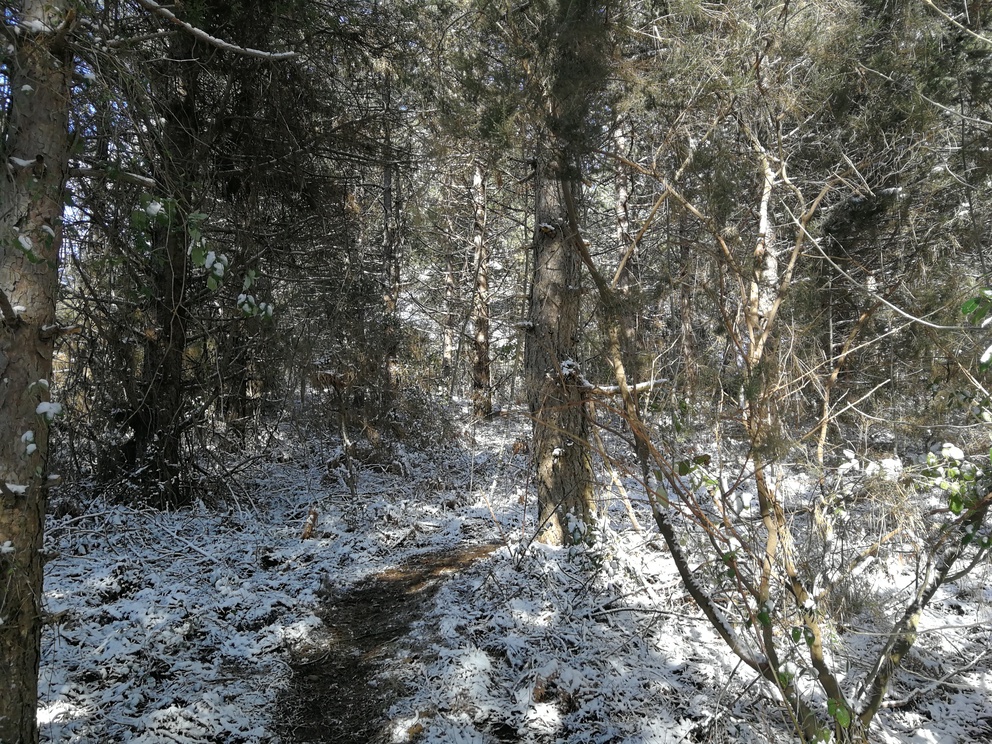 Sentiero nel bosco innevato.