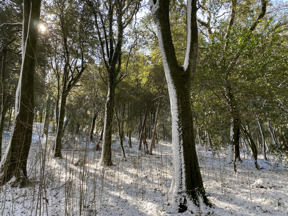 Lecci, alberi, sole e neve in terra e attaccata ai tronchi.