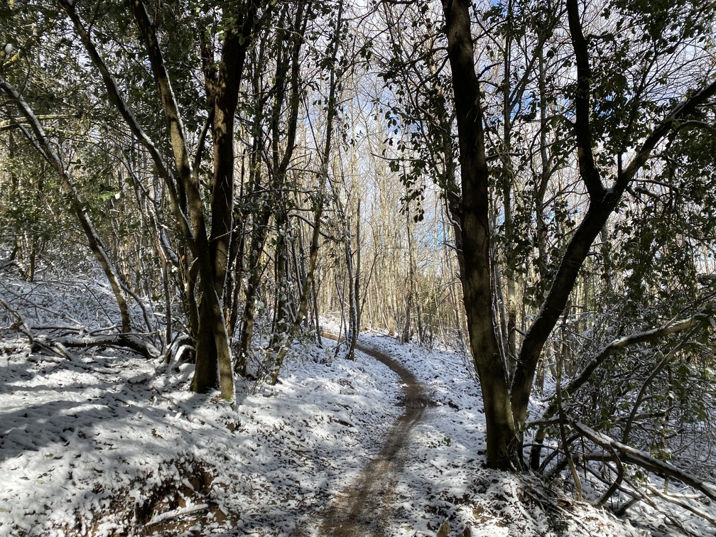 Sentiero nel bosco innevato.