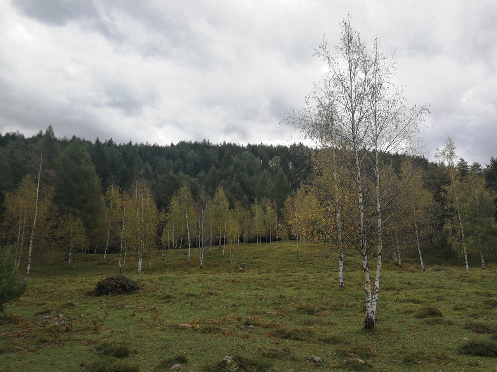 Biotopo del Bronzin - bosco di betulle, foglie un poco gialle, cielo nuvoloso.