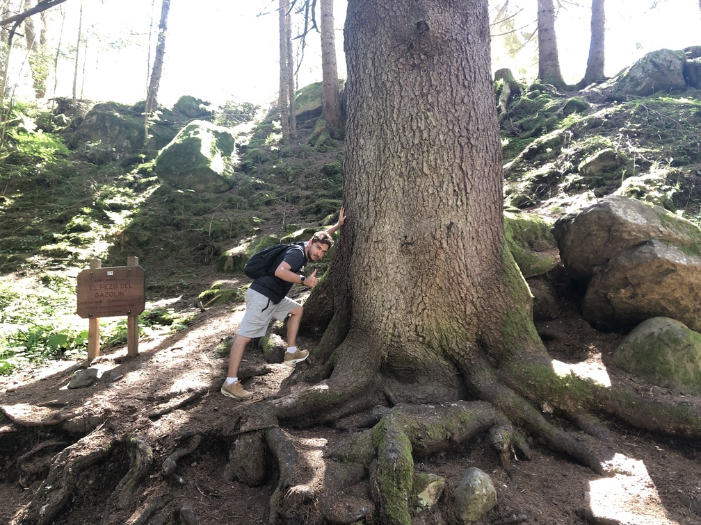 Cascata di Cavalese - albero monumentale con Lorenzo appoggiato.