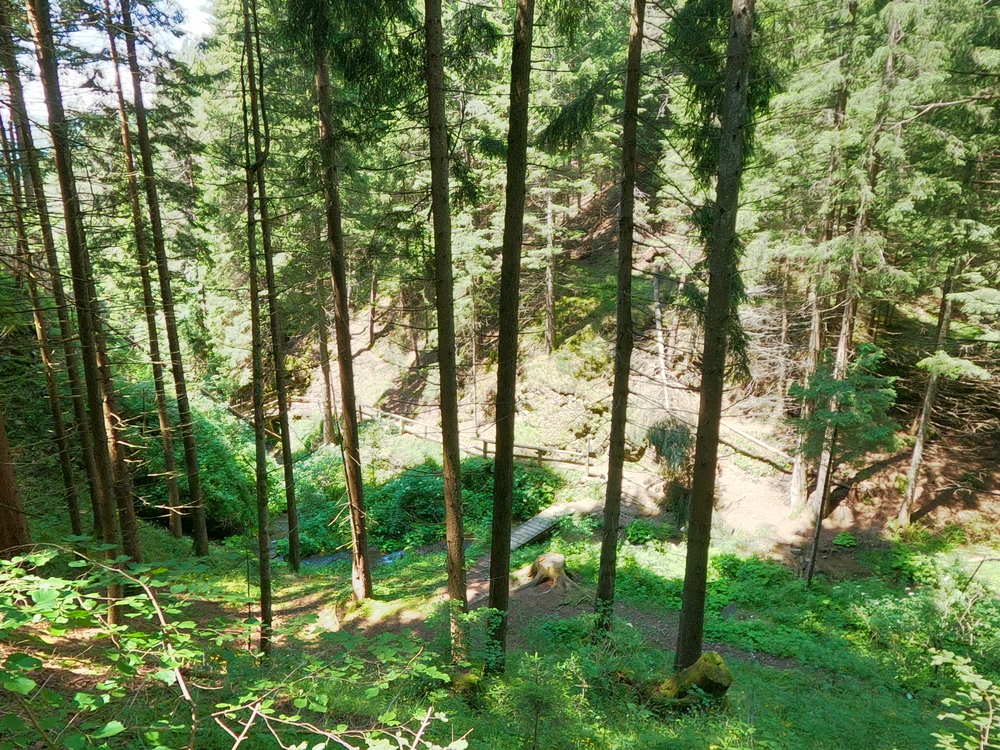 Percorso delle cascatelle - bosco verdeggiante con lunghi e sottili tronchi, alberi e in basso il corso d'acqua.