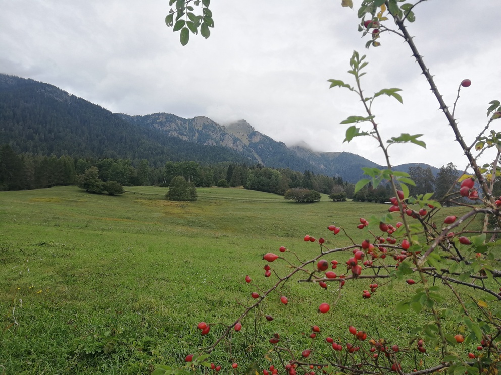 Giro del Solombo - prati con pochi alberi, montagne e cielo nuvoloso, in primo piano bacche rosse di rosa canina.