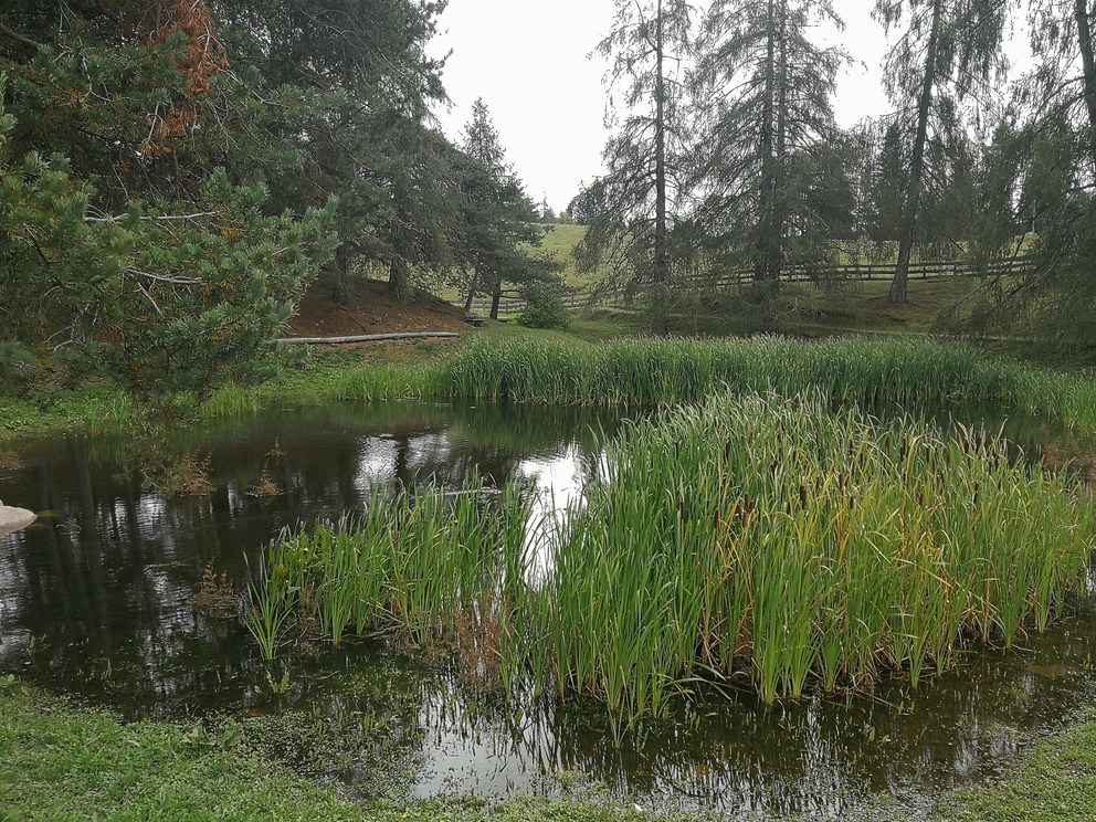 Giro del Solombo - laghetto con piante d'acqua, alberi e prati verdi.
