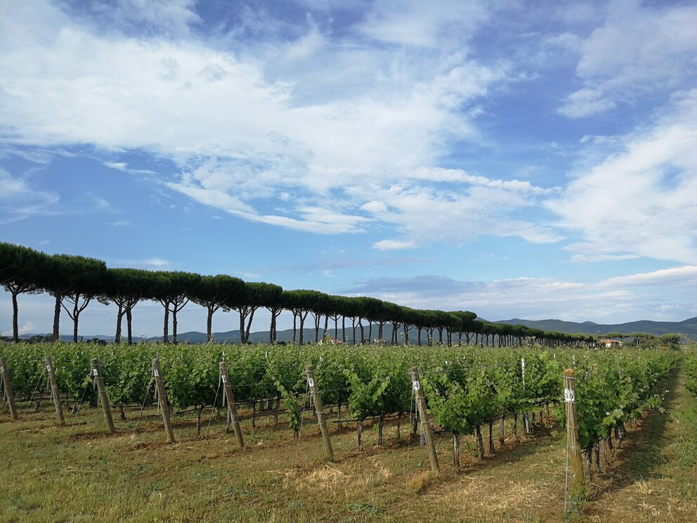 Vigneti a Bolgheri.