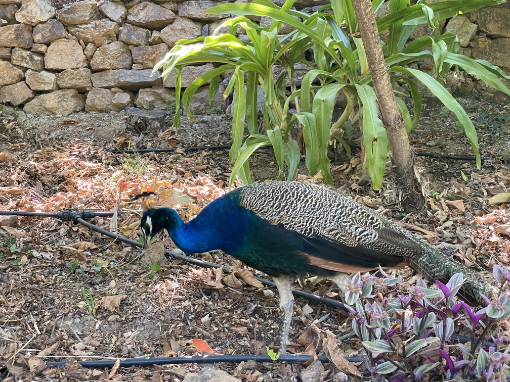 Botanical Park and Gardens - pavone.