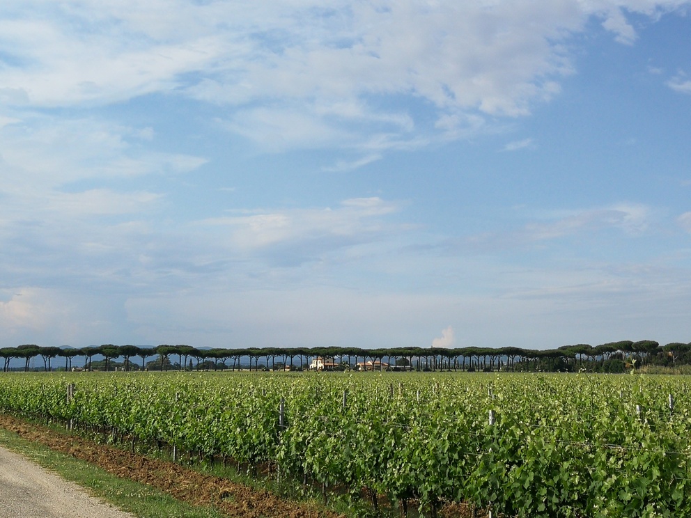 Donna Olimpia - vigneti.