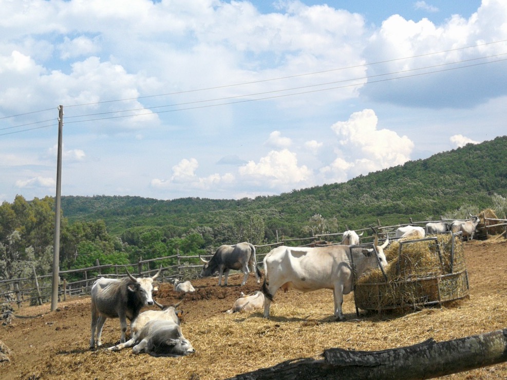 Podere La Cerreta - vacche maremmane.