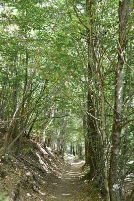Bosco a Monte Senario.