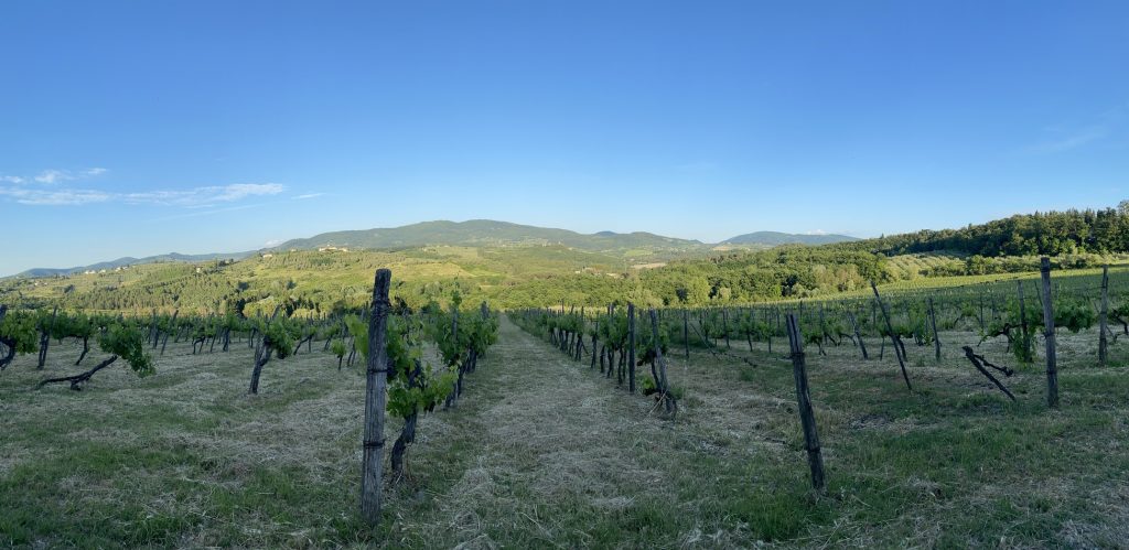 Podere Ema - vigneti.