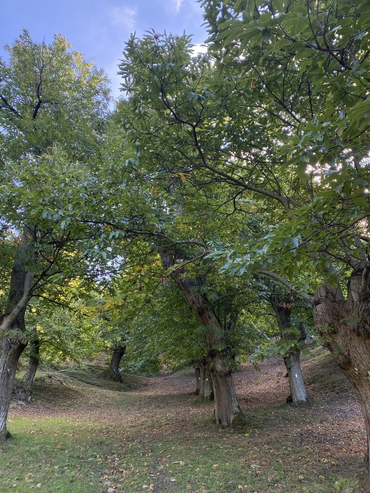 Maneggio Casetta - castagneti.