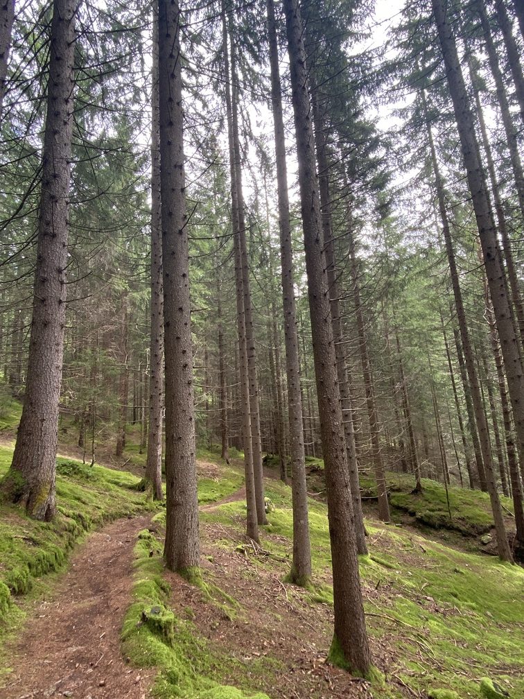 Il bosco sopra Varena.