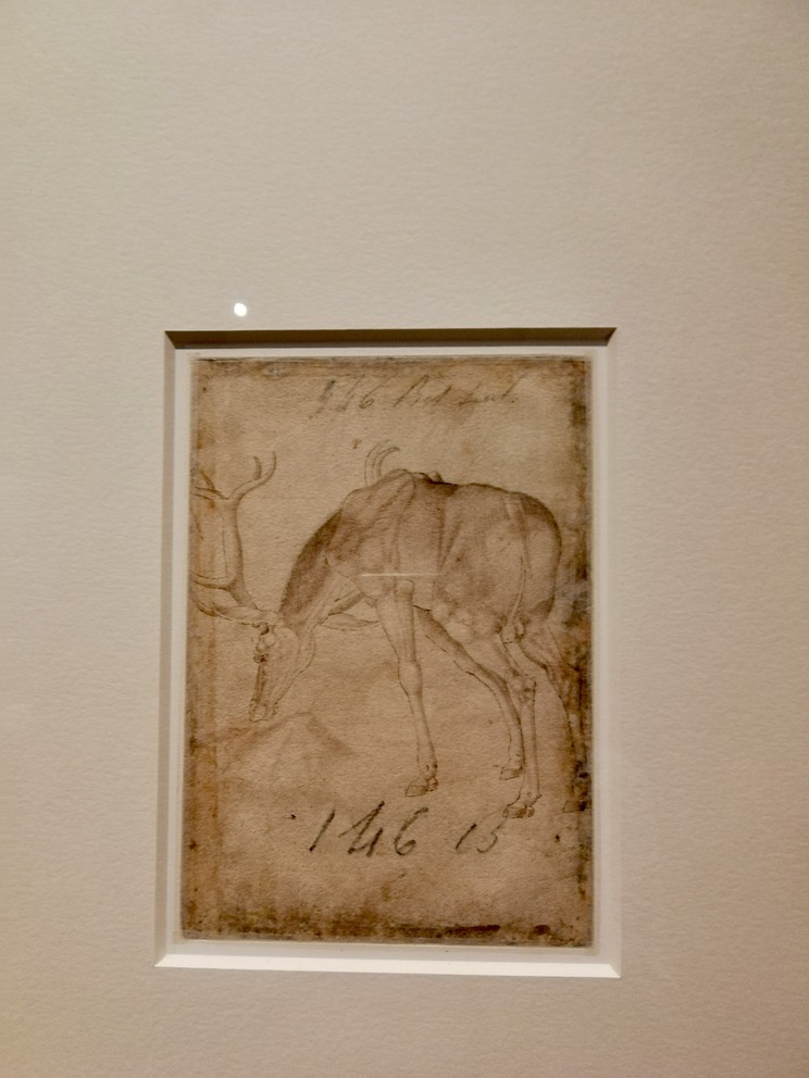 Cerchia di Benozzo Gozzoli, "Studio di cervo", XV secolo, Parigi, Musée du Louvre.