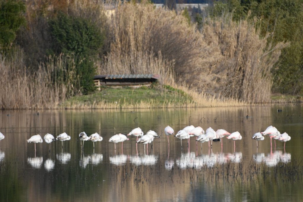 Fenicotteri al Lago di Peretola.
