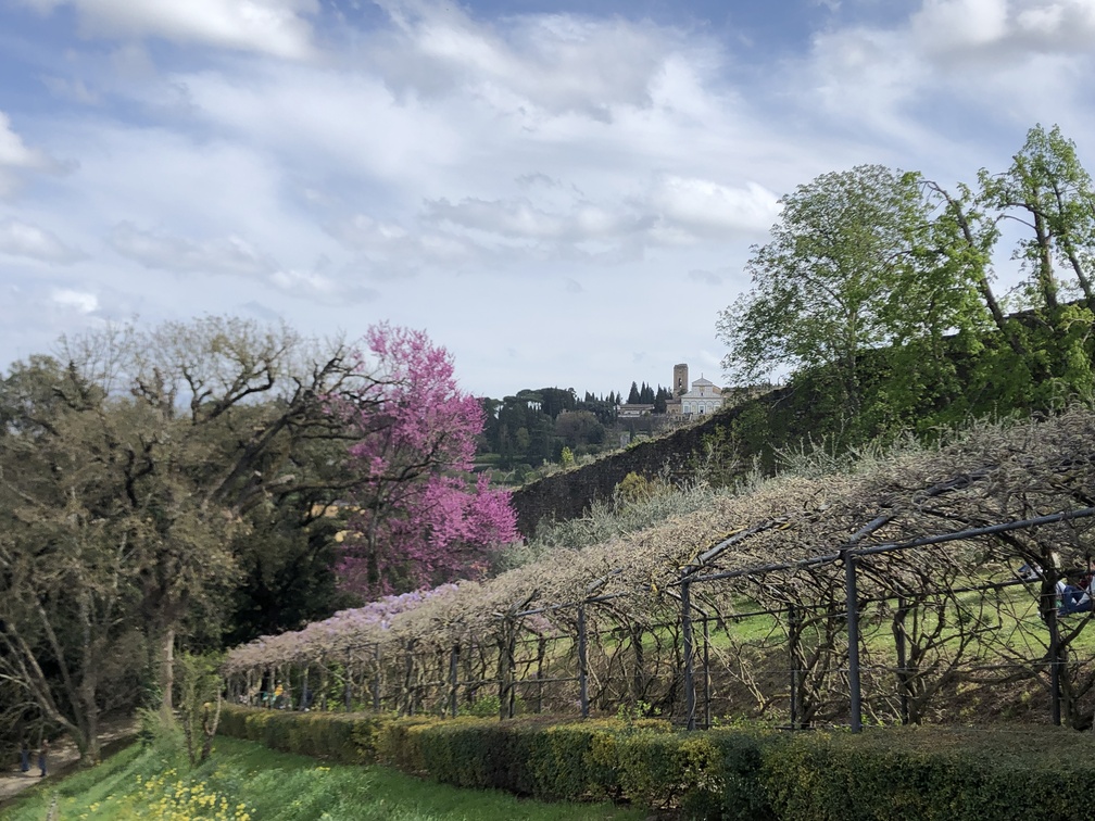 Giardino Bardini - glicine e San Miniato.