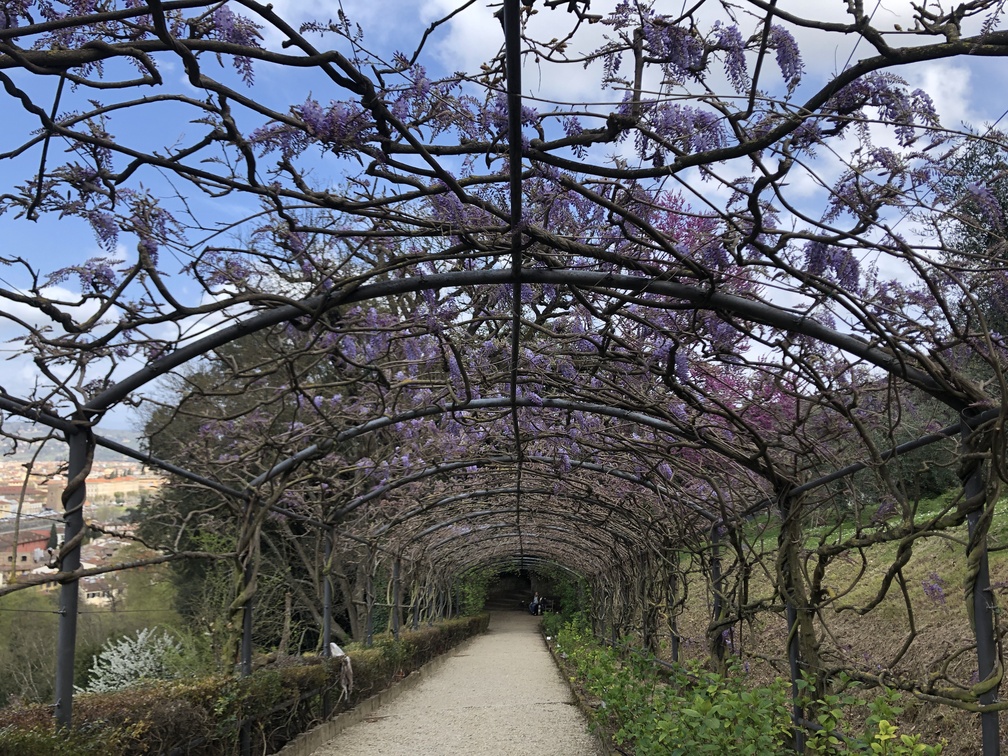 Giardino Bardini - sotto il pergolato del glicine.