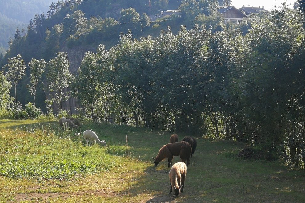 Lama e alpaca.